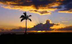 "Palm at Kaika Bay". Taken in Oahu, Hawaii. Thanks. by Mathew Cook 